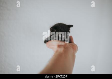 Adorabile gattino nero dagli occhi blu che guarda verso il basso mentre si siede in un mano estesa dell'uomo Foto Stock