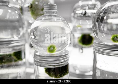 Marimo o Cladohora palla o muss palla o laghetto palla in vaso di vetro con acqua. Simbolo di amore eterno e buona fortuna Foto Stock