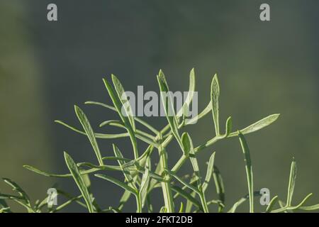 finocchio di mare o foglie di samphire vista da vicino all'esterno Foto Stock