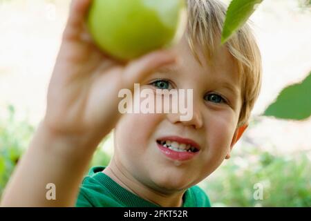 Close up boy picking mela verde sulla fattoria di frutta Foto Stock
