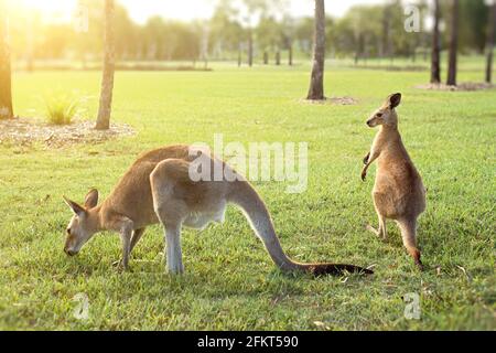 Canguri australiani godendo il sole del pomeriggio in un parco Foto Stock