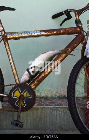 Pesce fissato alla bicicletta arrugginita, Armacao Beach, Florianopolis lo stato di Santa Catarina, Brasile Foto Stock