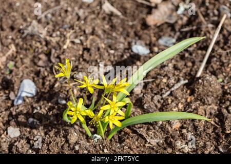 Stella gialla di Betlemme, Vårlök (Gagea lutea) Foto Stock
