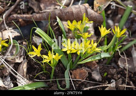 Stella gialla di Betlemme, Vårlök (Gagea lutea) Foto Stock