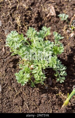 Assenzio, Äkta malört (Artemisia absinthium) Foto Stock