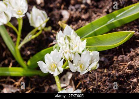 Stella giardino di Betlemme, Morgonstjärna (Ornitogalum umbellatum) Foto Stock