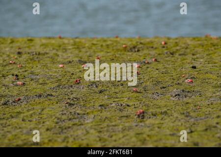 Khulna, Bangladesh. 25 Apr 2021. Granchi rossi visti a Sundarbans, la più grande foresta naturale di mangrovie del mondo, patrimonio dell'umanità dell'UNESCO e un santuario della fauna selvatica in Bangladesh. Credit: SOPA Images Limited/Alamy Live News Foto Stock