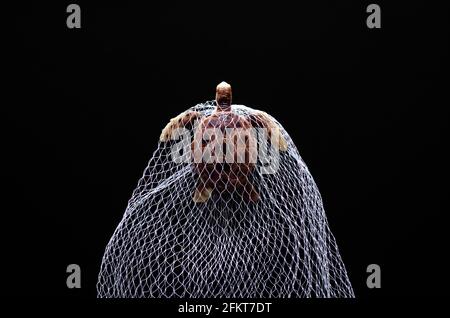 A turtle toy model trapped in white net on black background. Minimal world ocean day concept. Foto Stock