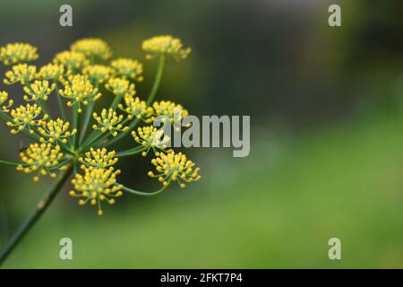 Teste di fiore di finocchio (Foeniculum vulgare) Foto Stock