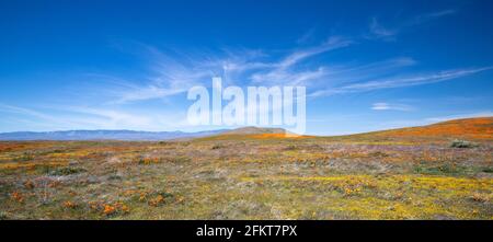 Papaveri dorati della California e salvia gialla sotto il blu Le nuvole di cirrus nell'alto deserto del sud California USA Foto Stock