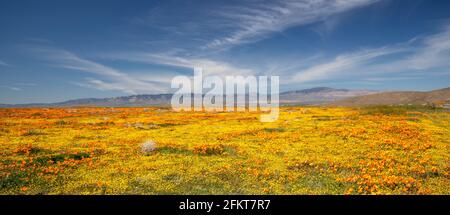 Papaveri dorati della California e salvia gialla sotto il blu Le nuvole di cirrus nell'alto deserto del sud California USA Foto Stock