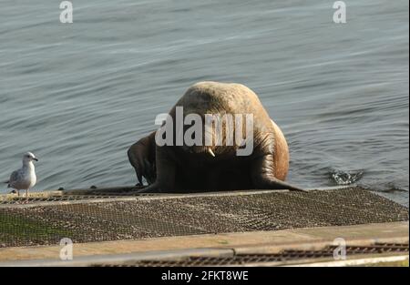 Un raro Walrus, Odobenus rosmarus, giace sulla rampa della stazione di linfa di Tenby, Pembrokeshire, Galles. Foto Stock