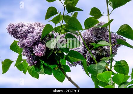 Un ramo di doppio lilla viola-rosa con fiori di grandi dimensioni. Foto Stock