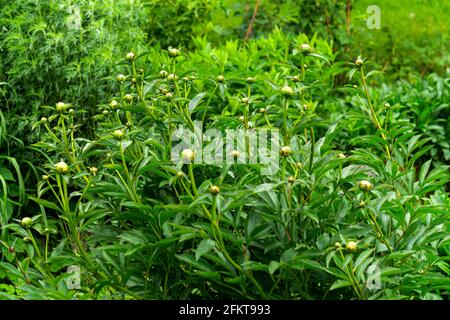 Un cespuglio di fiori di pony con teste verdi ancora non soffiate. Foto Stock