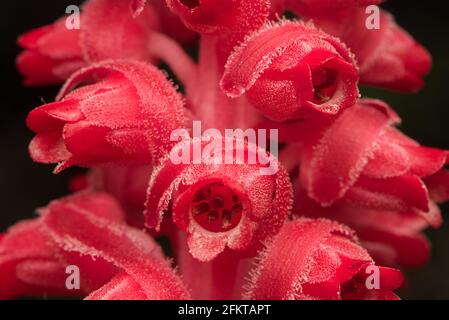 Una macro ravvicinata delle piante di neve parassita (Sarcodes sanguinea) fiori che crescono in una formazione di raceme. Foto Stock