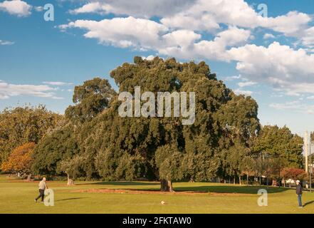 Due uomini giocano un gioco di palla accanto a una quercia da sughero europea matura, Quercus suber, a Princes Park, Caulfield, Melbourne, Australia Foto Stock