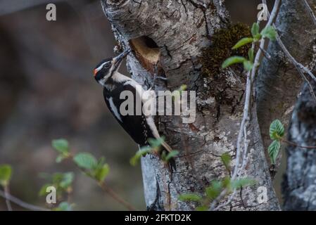 Un picchio peloso (Dryobates villosus) seduto fuori della sua cavità nido in un tronco di albero nella foresta nazionale della Sierra in California. Foto Stock