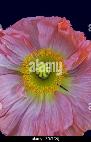 Grafica floreale fine ancora vita colore top vista macro di un singolo isolato rosa giallo seta papavero fiore isolato su sfondo blu Foto Stock