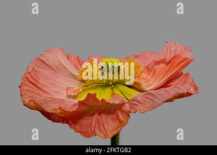 Belle arti floreali ancora vita macro colore di un singolo isolato rosa giallo seta papavero fiore isolato su sfondo grigio con polline e stelo Foto Stock