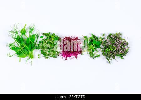 Germogli di ravanelli, senape, rucola, piselli, amaranto in assortimento su sfondo chiaro. Spazio di copia. Luogo per un'iscrizione. Foto Stock