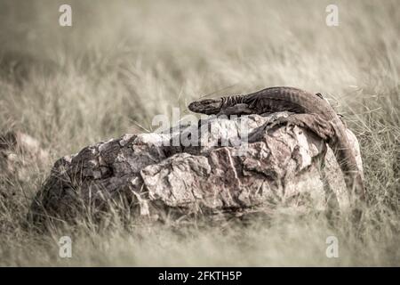 immagine artistica del monitor lizard o bengala o. monitor indiano comune o varanus bengalensis ritratto su roccia a. ranthambore parco nazionale india Foto Stock