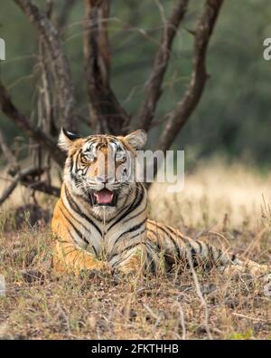 Femmina selvatica reale bengala tigre femminile riposante in verde naturale background a ranthambore parco nazionale tigre riserva rajasthan india panthera tigris Foto Stock