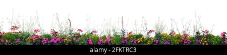 Fiori annuali fioriti Panorama, isolato orizzontale panoramico fioritura Cardinal Flower Bed Closeup, fioritura Begonias, balsami, Gauras, marigolds Foto Stock