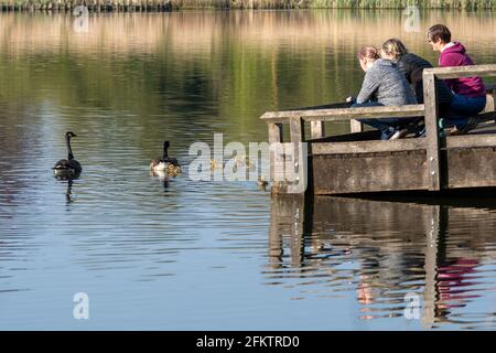 Persone che guardano una famiglia di oche del Canada (Branta canadensis) con giovani goblings alla riserva naturale di Fleet Pond nell'Hampshire, Inghilterra, Regno Unito Foto Stock