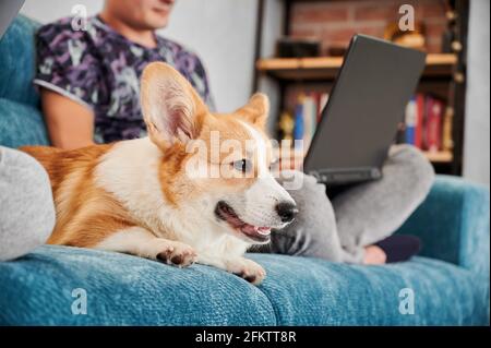 Vista ravvicinata dei corpi facciali nel profilo. Corgi gallesi giacenti su mobili blu tenui e noiosi, in attesa di persona a prestare attenzione o giocare con lui. Dietro di lui offuscava l'uomo che lavorava a casa con un computer portatile. Foto Stock