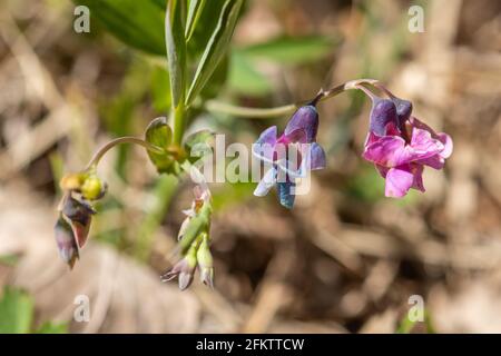 Bitter vetch (Lathyrus linifolius), primo piano del fiore selvatico in Oaken Wood, Chiddingfold Forest SSSI, Surrey, Inghilterra, Regno Unito, Nel mese di aprile Foto Stock