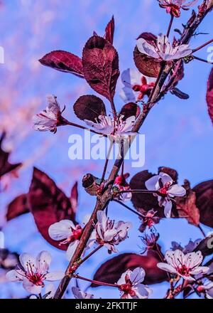 L'acero giapponese fiorisce alla luce del primo mattino Foto Stock