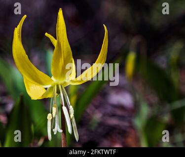 Giallo Avalanche Lily fiorisce sul pavimento della foresta Foto Stock