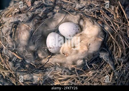 Comune redpoll nido e uova in natura. Nidificazione Mealy redpoll. Foto Stock