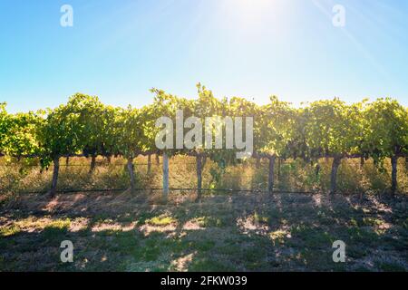 I vigneti di Coonawarra si sono visti dalla Riddoch Hwy, Australia del Sud Foto Stock