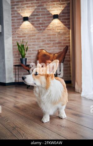 Carino Pembroke gallese Corgi in piedi su pavimento di legno e guardando qualcosa con curiosità. Adorabile cane rosso e bianco in piedi su parquet in appartamento. Concetto di animali domestici. Foto Stock
