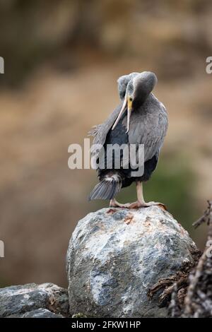 Shag macchiato (Phalacrocorax punctatus) preening in Nuova Zelanda Foto Stock