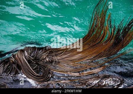 Campo di kelp nel mare al largo della penisola di Otago in Nuova Zelanda Foto Stock