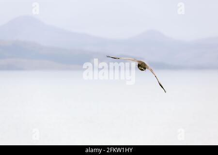 Northern Royal Albatross (Diomedea sanfordi) che sorvola la penisola di Otago Foto Stock