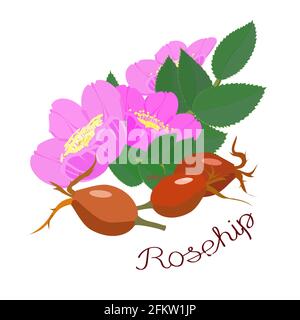 Bacche, fiori e un ramo con foglie di roseanca isolato su uno sfondo bianco. Un'iscrizione con il nome della pianta. Illustrazione vettoriale. Illustrazione Vettoriale