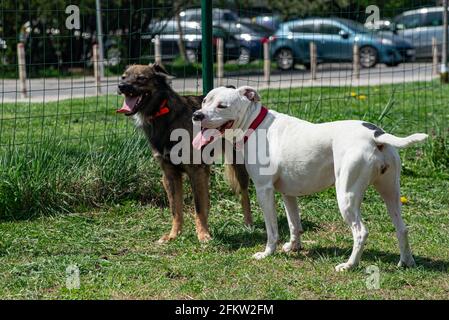 Due amici di cane stanchi stanno in piedi insieme con la bocca aperta, lingua fuori in un recinto per gli animali domestici all'aperto. Foto Stock
