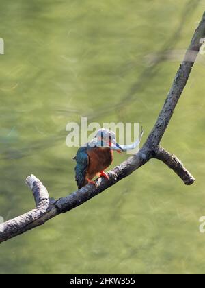 Un kingfisher femminile (Alcedo atthis) appollaiato su un ramo di albero con un pesce in lei Becco che ha appena catturato a RSPB Fairburn Ings natura Riserva in West Foto Stock