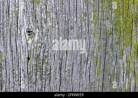 Dettaglio di vecchio legno intemperato che mostra la spaccatura lungo il grano e un po' di lichene verde Foto Stock