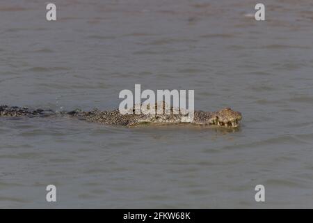 Coccodrillo di acqua salata che nuota nelle acque salmastre di Sundarban Parco nazionale situato nello stato del Bengala Occidentale dell'India Foto Stock