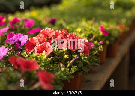 Petunia rossa che cresce in un vaso di fiori in un vivaio, una serra Foto Stock