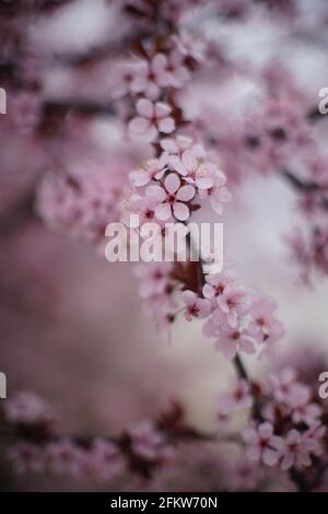 Albero fiorito con fiori rosa sui rami. Art giardino di primavera. Foto Stock