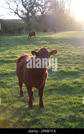 giovani bovini di manzo in prato, norfolk settentrionale, inghilterra Foto Stock