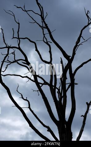 vecchia silhouette di alberi intemperie su nuvole di pioggia grigio scuro, norfolk, inghilterra Foto Stock