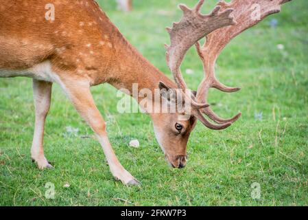 Un cervo da favola maschio nel prato Foto Stock