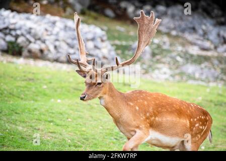 Un cervo da favola maschio nel prato Foto Stock