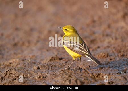 Giallino, Motacilla flava, singolo uccello sul pavimento, Warwickshire, aprile 2021 Foto Stock
